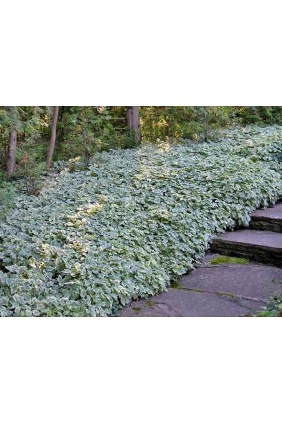 Aegopodium Variegata – декоративна рослина для покриття ґрунту.